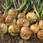 Цибуля сіянка Шекспір (TOP Onion) 0.5 кг
